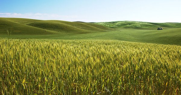 Weizenanbau: Monokultur als Kennzeichen industrieller Landwirtschaft