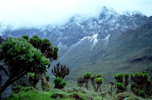 Foto vom Ruwenzori, Ostafrika