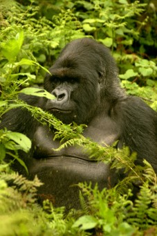 Foto eines Berggorillas