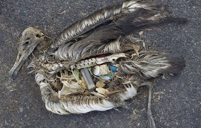 Foto eines verendeten Albatrosses mit Plastikmüll im Magen