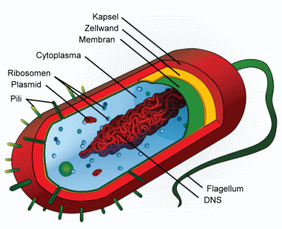 Zeichnung eines Prokaryoten