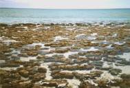 Foto von Stromatolithen