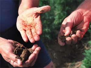 Boden, eine Mischung aus anorganischen Mineralien und totem organischem Matierial