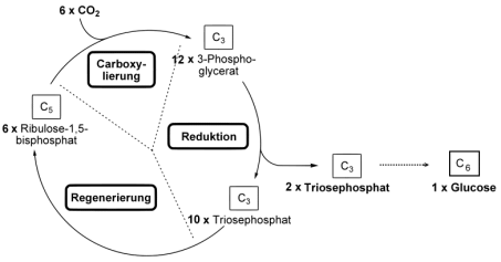 Calvin-Benson-Zyklus: Vom Kohlendioxid zur Glucose