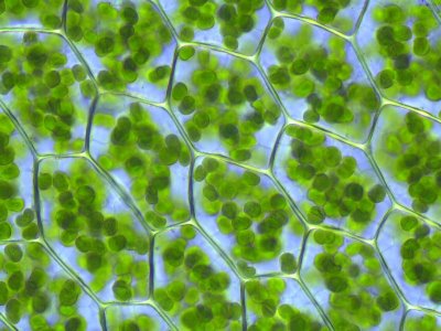 Chloroplasten - die Orte der Fotosynthese in Eukaryoten