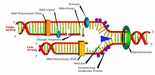 Grafische Darstellung der DNS-Replikation