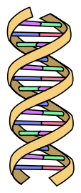 Aufbau der DNA (vereinfacht)