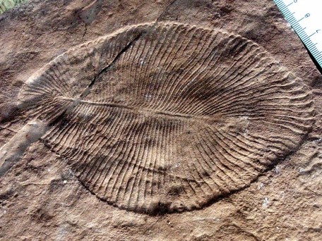Foto eines Fossils von Dickinsonia cristata 