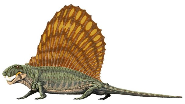 Dimetrodon, ein säugetierähnliches Reptil aus dem Perm