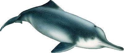 Zeichnung des Chinesischen Flussdelphins (Baiji)