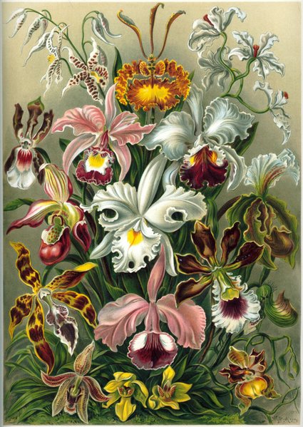 Orchideen. Abbildung von Ernst Haeckel