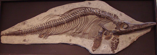 Ichthyosaurierfossil 
