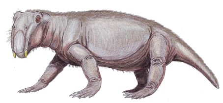 Lystrosaurus, ein im Trias weit verbreitetes säugetierähnliches Reptil