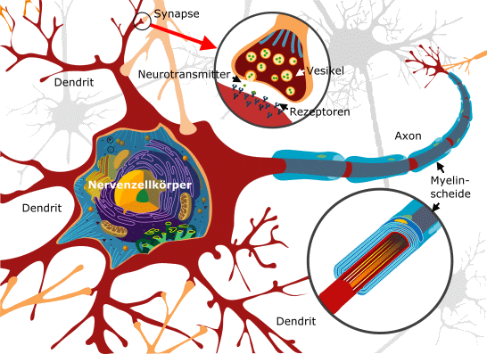 Zeichnung einer tierischen Nervenzelle