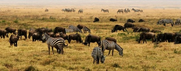Zebras und Streifengnus im Ngoro-Ngoro-Krater, Tansania