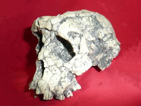 Schädel von Sahelanthropus tchadensis