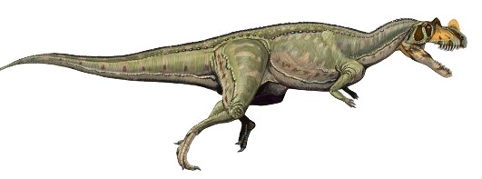 Ceratosaurus, ein Dinosaurier