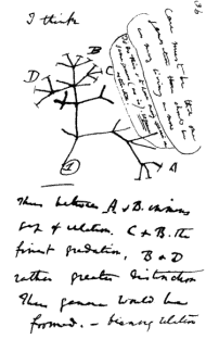 Der Baum des Lebens - eine Zeichnung von Charles Darwin