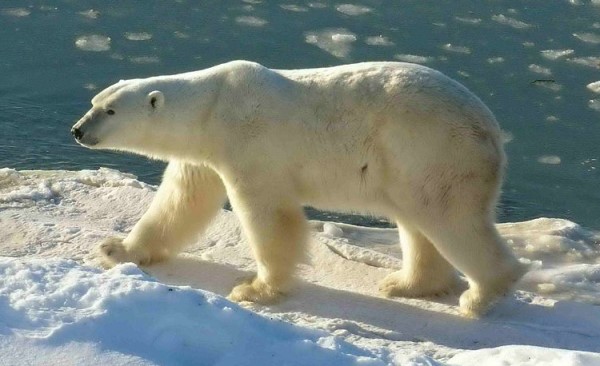 Foto eines Eisbären im kanadischen Wapusk Nationalpark