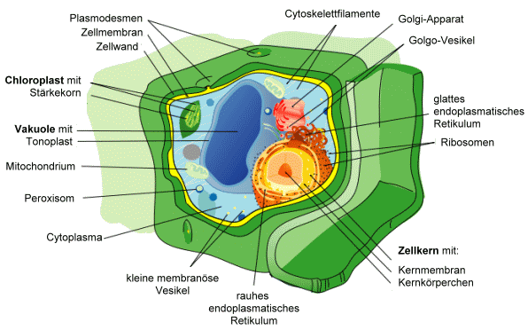 Zeichnung einer Eukaryotenzelle (Pflanzenzelle)