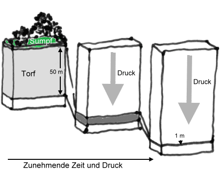 Zeichnung zur Entstehung von Kohlelagerstätten