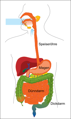 Zeichnung des Magendarmkanal des Menschen