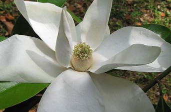 Magnolie