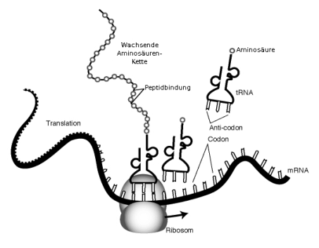 Zeichnung des Ablaufs der Proteinbiosynthese.