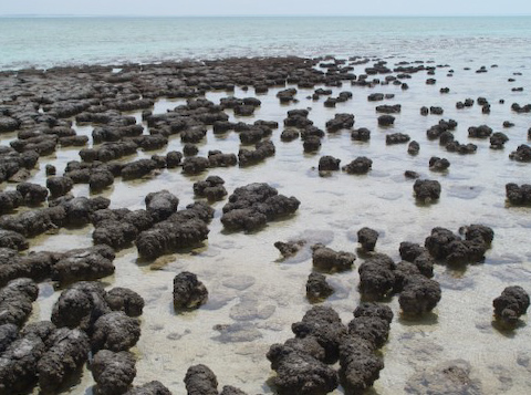 Foto von Stromatolithen