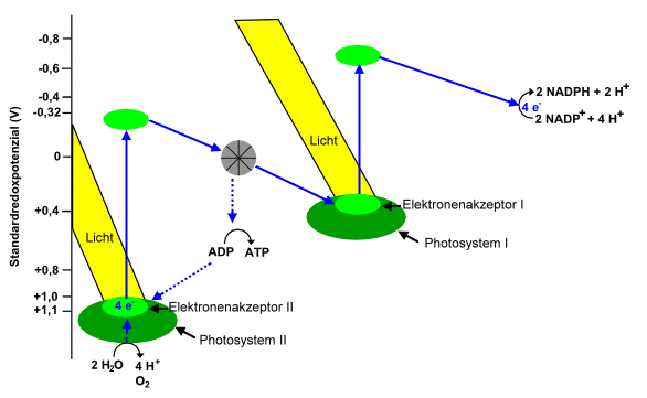 Redoxreaktionen der Fotosynthese (Z-Schema)