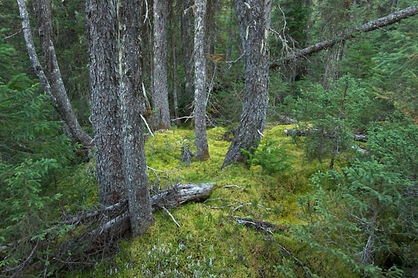 Borealer Nadelwald in Kanada. Foto Markus Mauthe