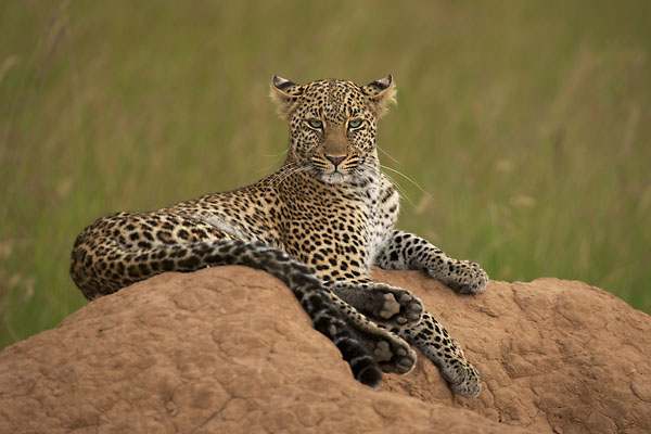 Foto eines Leoparden in der ostafrikanischen Savanne. Foto Markus Mauthe