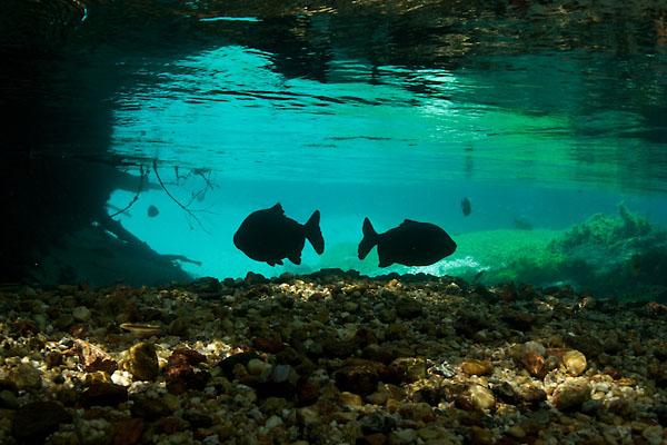 Foto von Fischen im Río da Prata (Mato Grosso do Sul, Brasilien) von Markus Mauthe