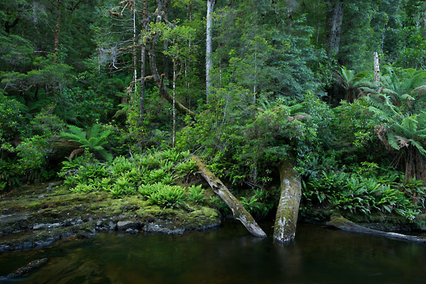 Gemäßigter Regenwald in Tasmanien. Foto Markus Mauthe